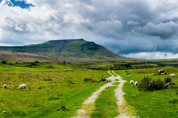 A trail leading up whernside mountain from the flats below. You can see the grass is very lush and green and there are clouds over whernside